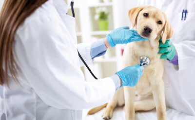 A puppy is examined by vets.