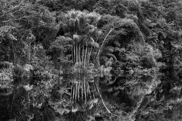 Groupe de palmiers jauari au bord de la rivière Jaú. Parc National de Jaú. État d’Amazonas, 2019